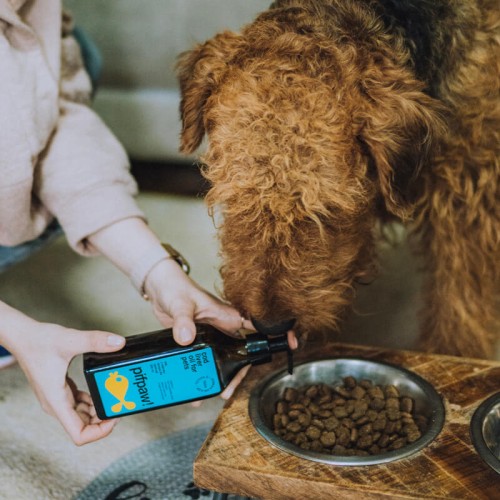 PifPaw x Rubens Airedale.jpg